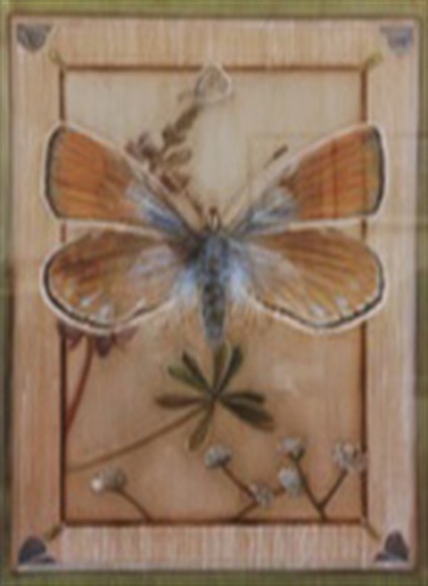 California Butterfly Illustrations